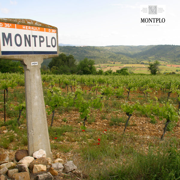 MONTPLO SIGNATURE BLANC | UGNI-BLANC - COLOMBARD