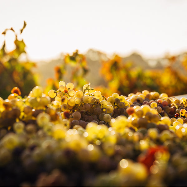 LES PEYRAUTINS | SAUVIGNON BLANC BOISÉ