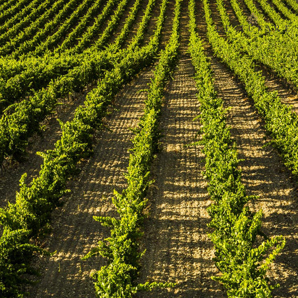 LE TUFARE | FIANO