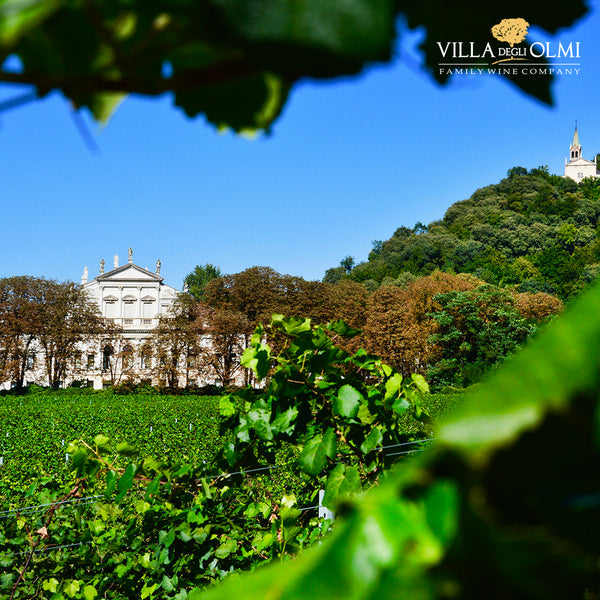 VILLA DEGLI OLMI | CORTE DEI ROVI | CHARDONNAY SPUMANTE